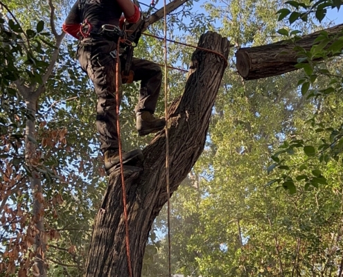 Tronçon en train de tomber lors du démontage d’un arbre