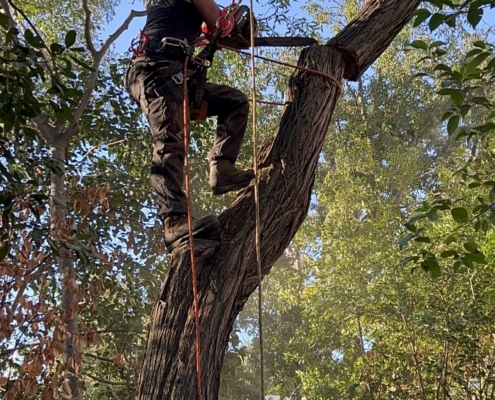 Démontage d’un arbre par tronçons par un élagueur-grimpeur