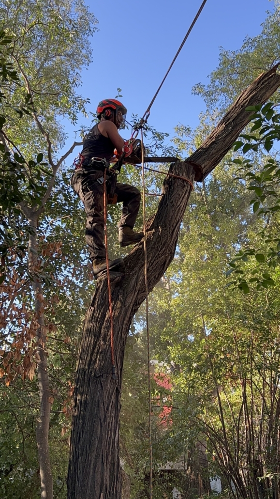 Démontage d’un arbre par tronçons par un élagueur-grimpeur